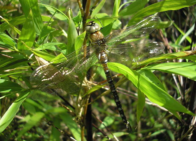 Image of Migrant Hawker