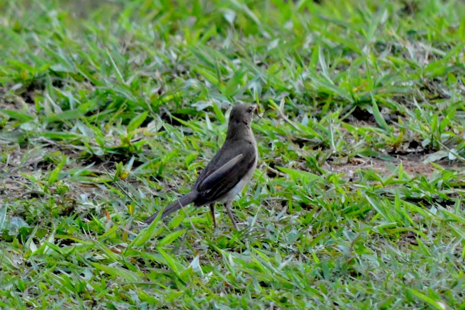 Image of Creamy-bellied Thrush