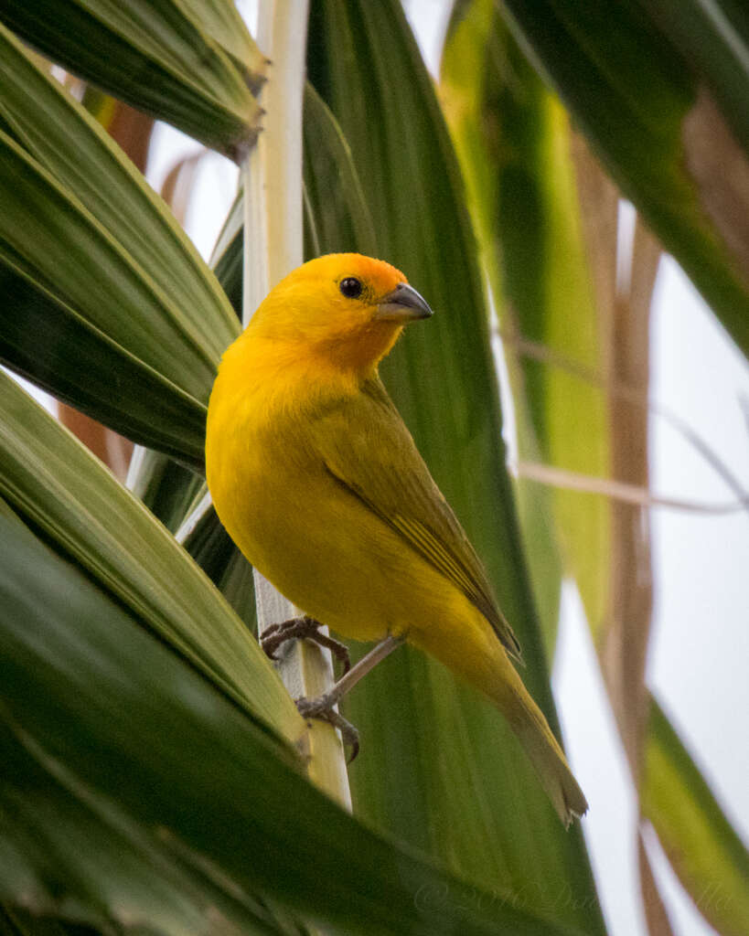 Image of Saffron Finch