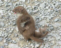 Image of least weasel