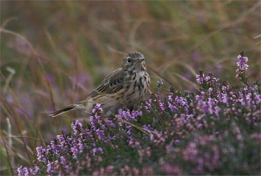 Imagem de Anthus pratensis (Linnaeus 1758)