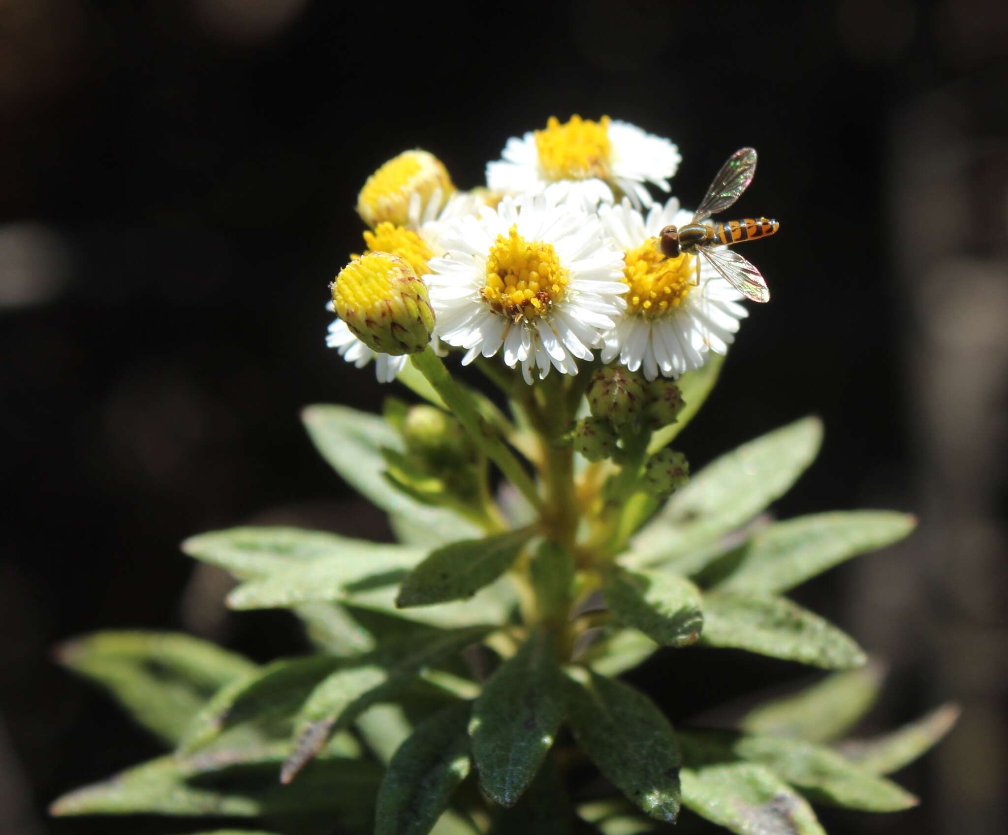 Image of Erigeron lancifolius Hook. fil.