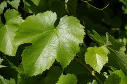 Image of California wild grape