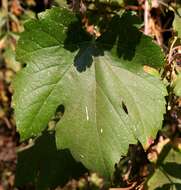 Image of California wild grape