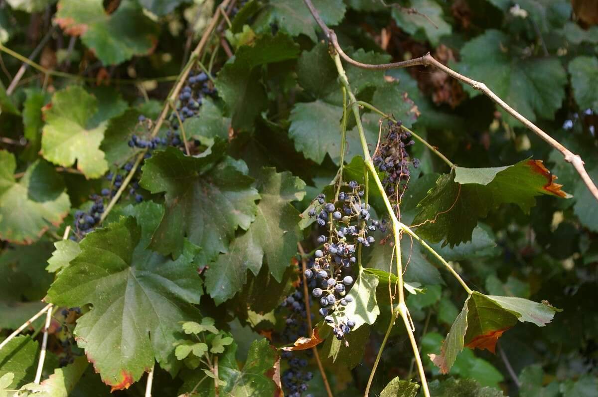 Image of California wild grape