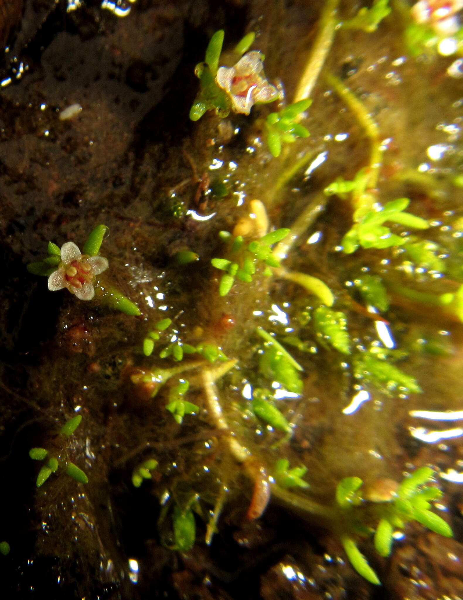 Image of Crassula gemmifera H. C. Friedrich