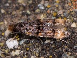 صورة Stenoptinea cyaneimarmorella (Millière 1854)