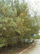 Image of Conocarpus erectus sericeus (DC.) Stace
