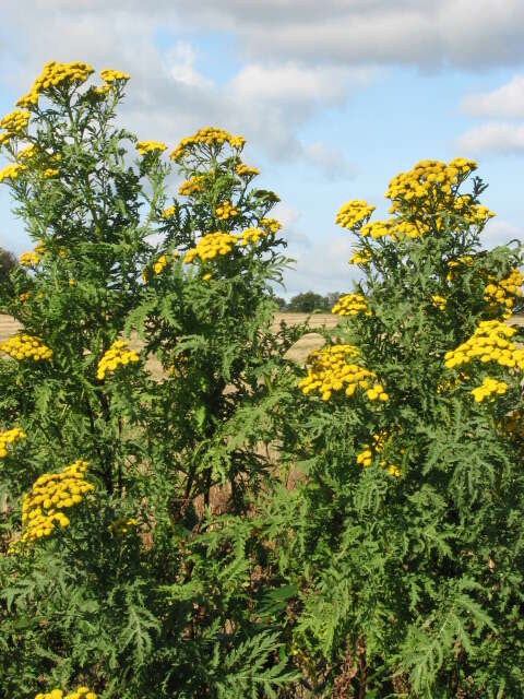 Image of common tansy