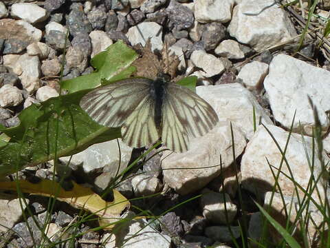 Image of Pieris bryoniae (Hübner (1806))