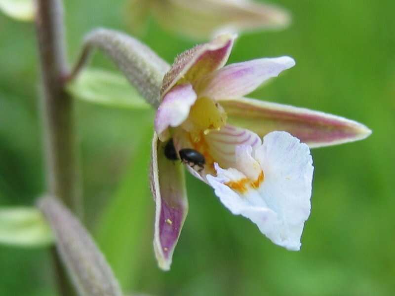 Imagem de Epipactis palustris (L.) Crantz