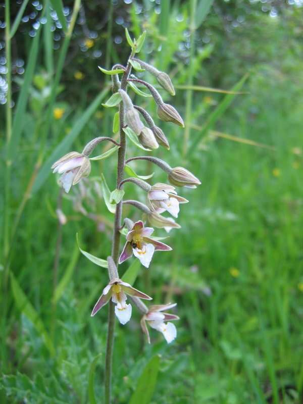 Imagem de Epipactis palustris (L.) Crantz