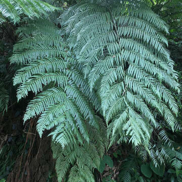 Image of Borneo Golden Fern