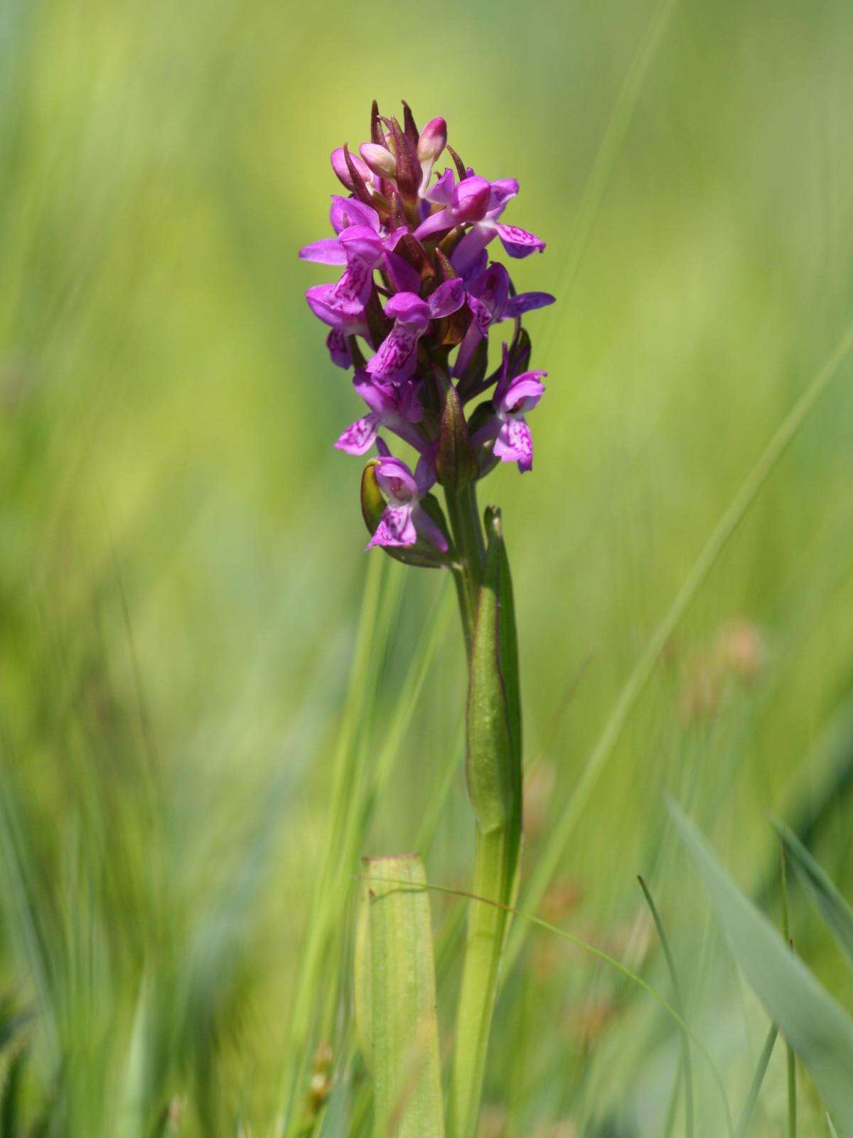 Dactylorhiza incarnata (L.) Soó resmi