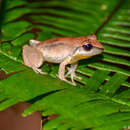 Image of Cuban Telegraphic Frog