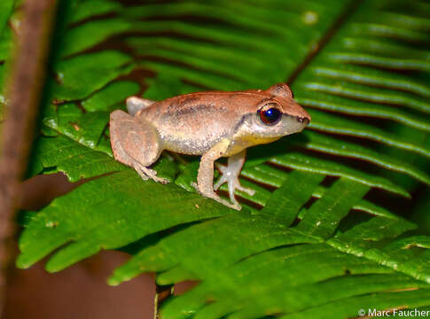 Imagem de Eleutherodactylus auriculatus (Cope 1862)