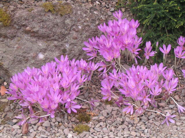 Image of Autumn crocus