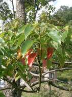 Image of Camphor laurel