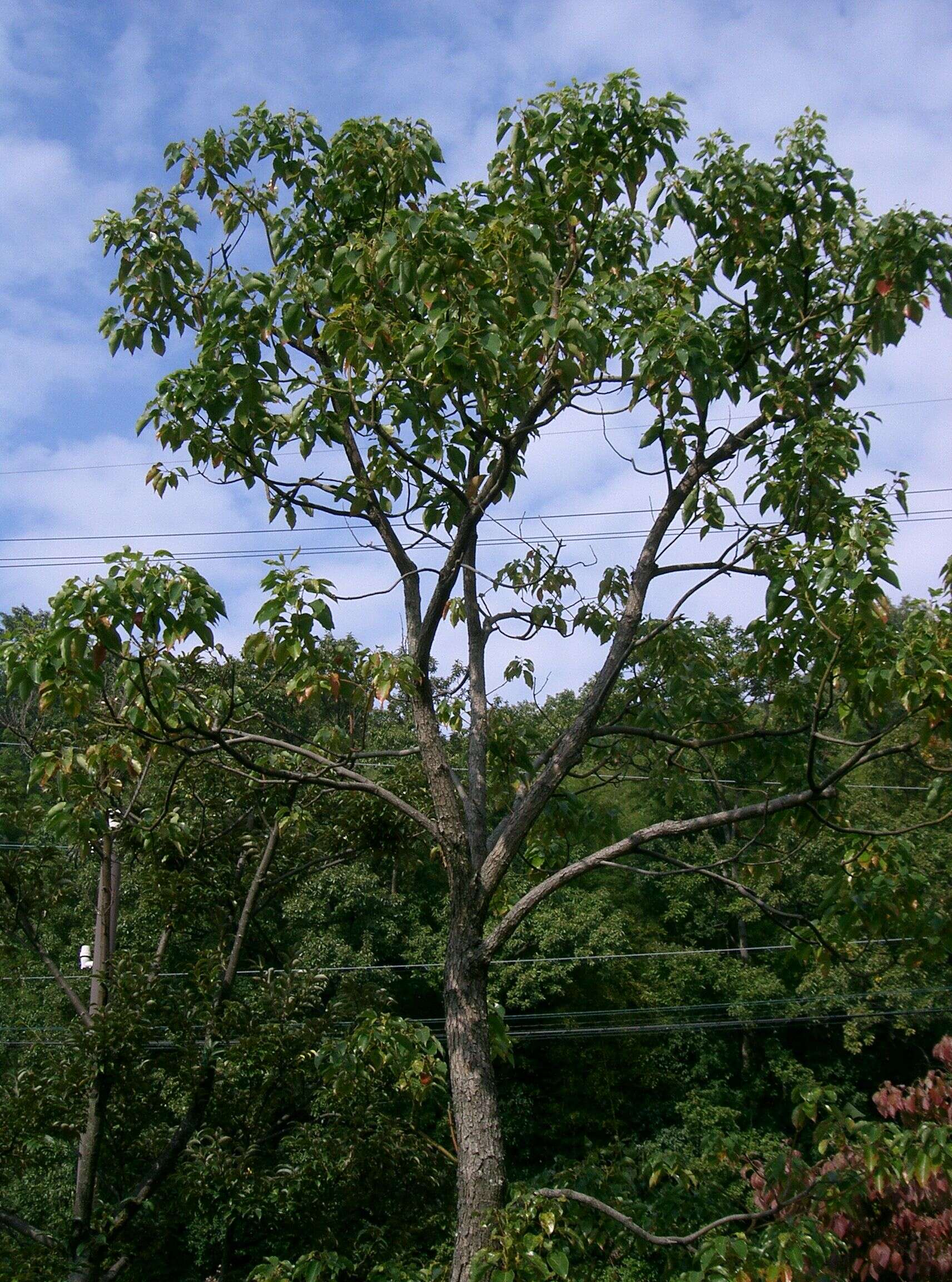 Image of Camphor laurel