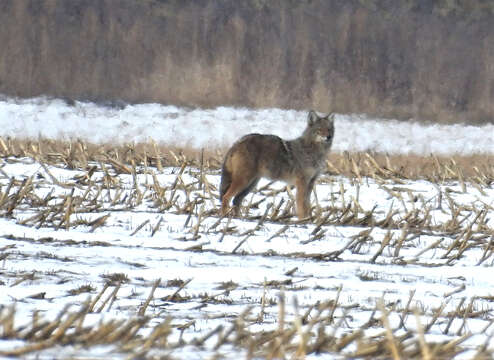 Слика од Canis latrans thamnos Jackson 1949