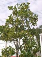 Ilex integra Thunb. resmi