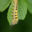 Image of Orgyia leucostigma Smith & J. E. 1797