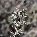 صورة Grevillea huegelii Meissner