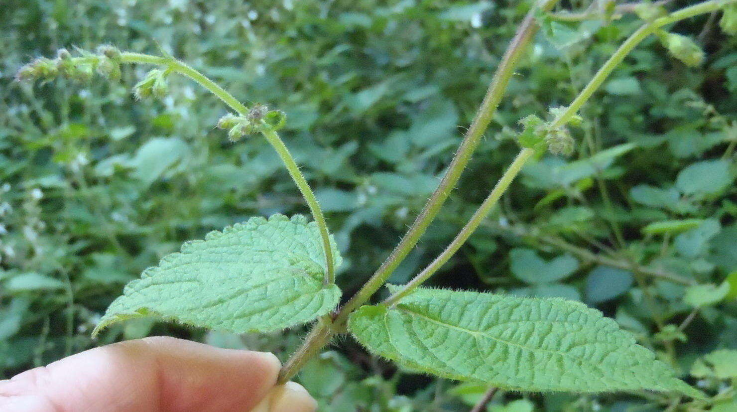 Image of <i>Equilabium laxiflorum</i> Mwany., A. J. Paton & Bot. J. Linn. Soc.