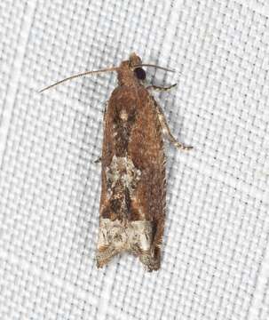 Image of Lantana Flower-Cluster Moth