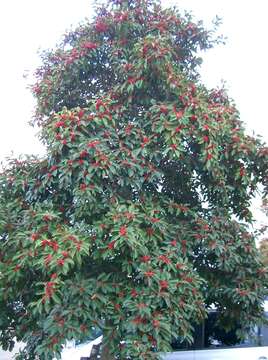 Image of Kurogane holly