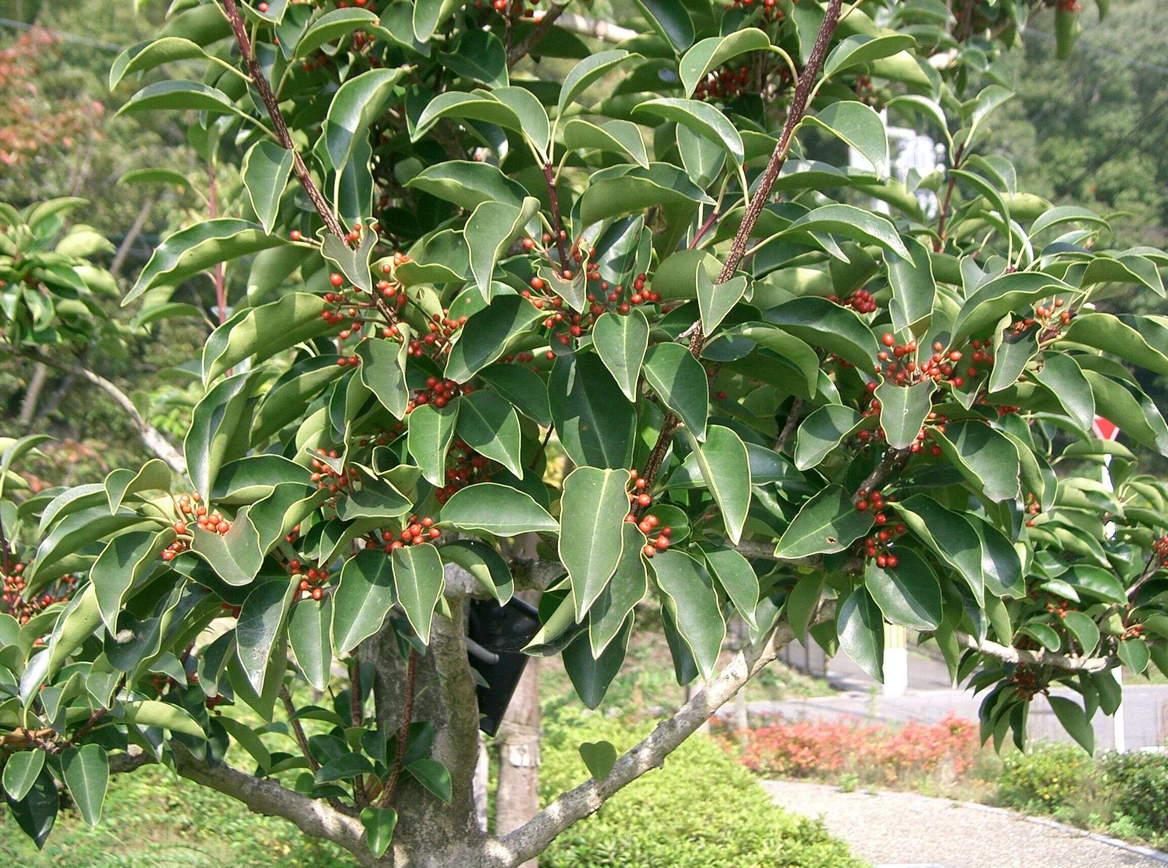 Image of Kurogane holly