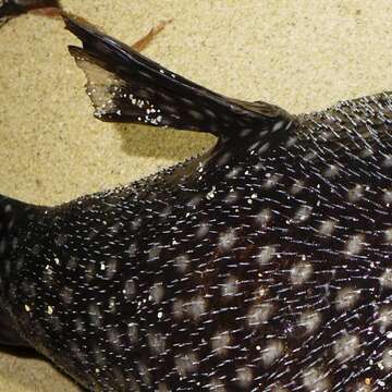 Image of Reticulated Blow Fish