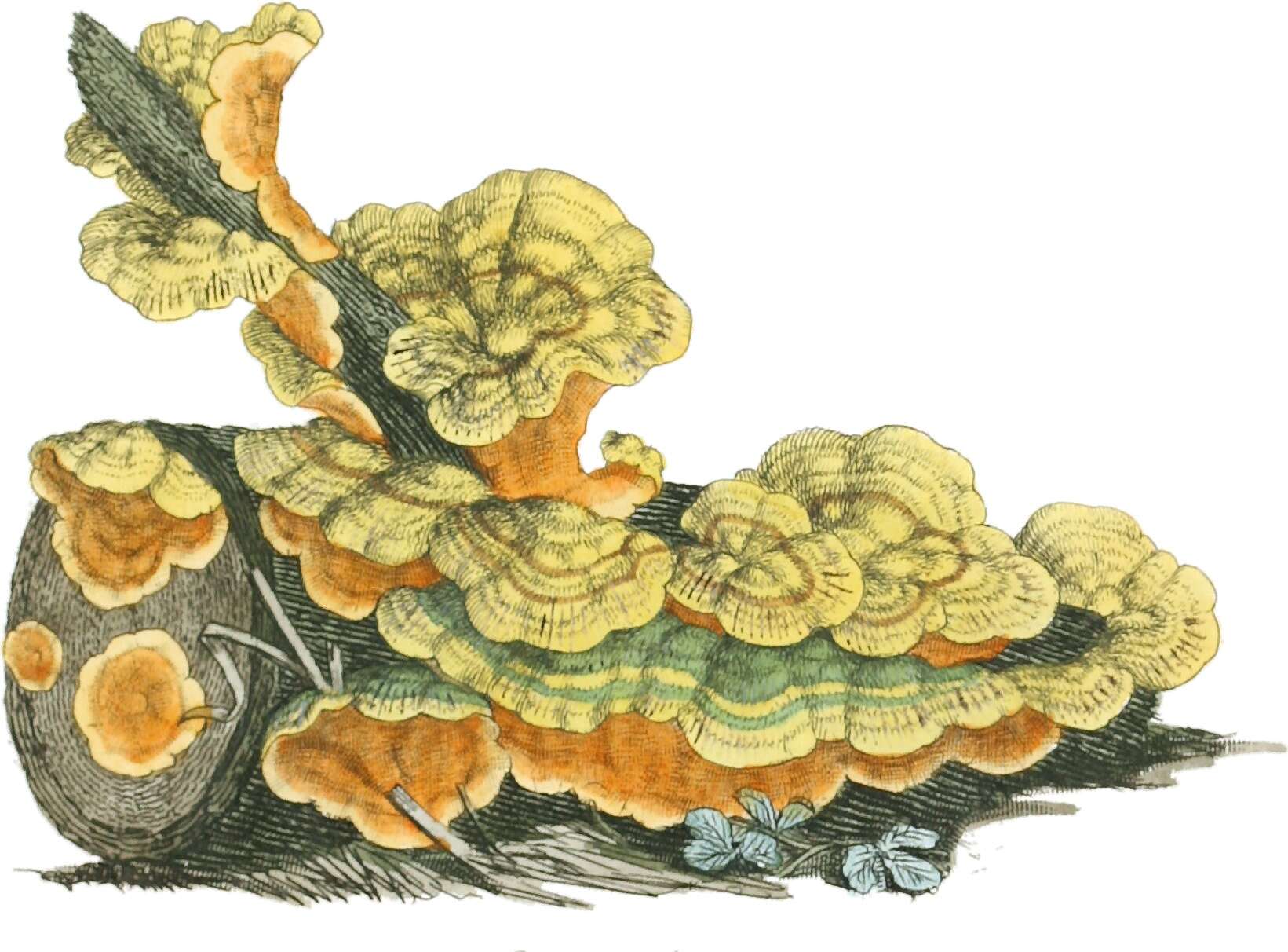 Image of Stereum hirsutum (Willd.) Pers. 1800