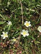 Image of white meadowfoam