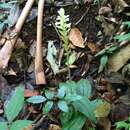 Image of Caribbean False Helmet Orchid