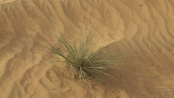 Image of Cyperus conglomeratus Rottb.