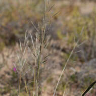 Image of Sporobolus actinocladus (F. Muell.) F. Muell.