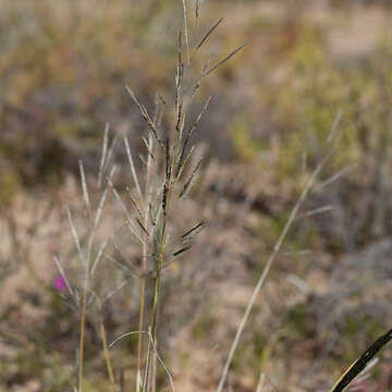 Image of Sporobolus actinocladus (F. Muell.) F. Muell.