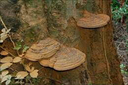 Ganoderma applanatum的圖片