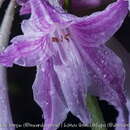 Слика од Hippeastrum reticulatum (L'Hér.) Herb.