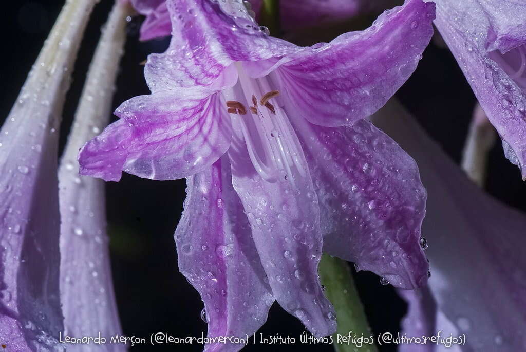 صورة Hippeastrum reticulatum (L'Hér.) Herb.