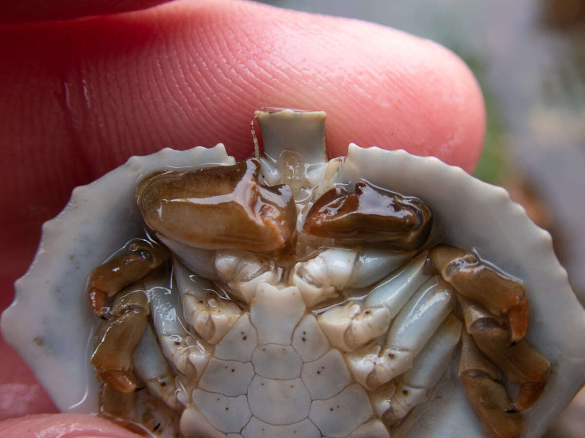 صورة Cryptolithodes sitchensis J. F. Brandt 1853