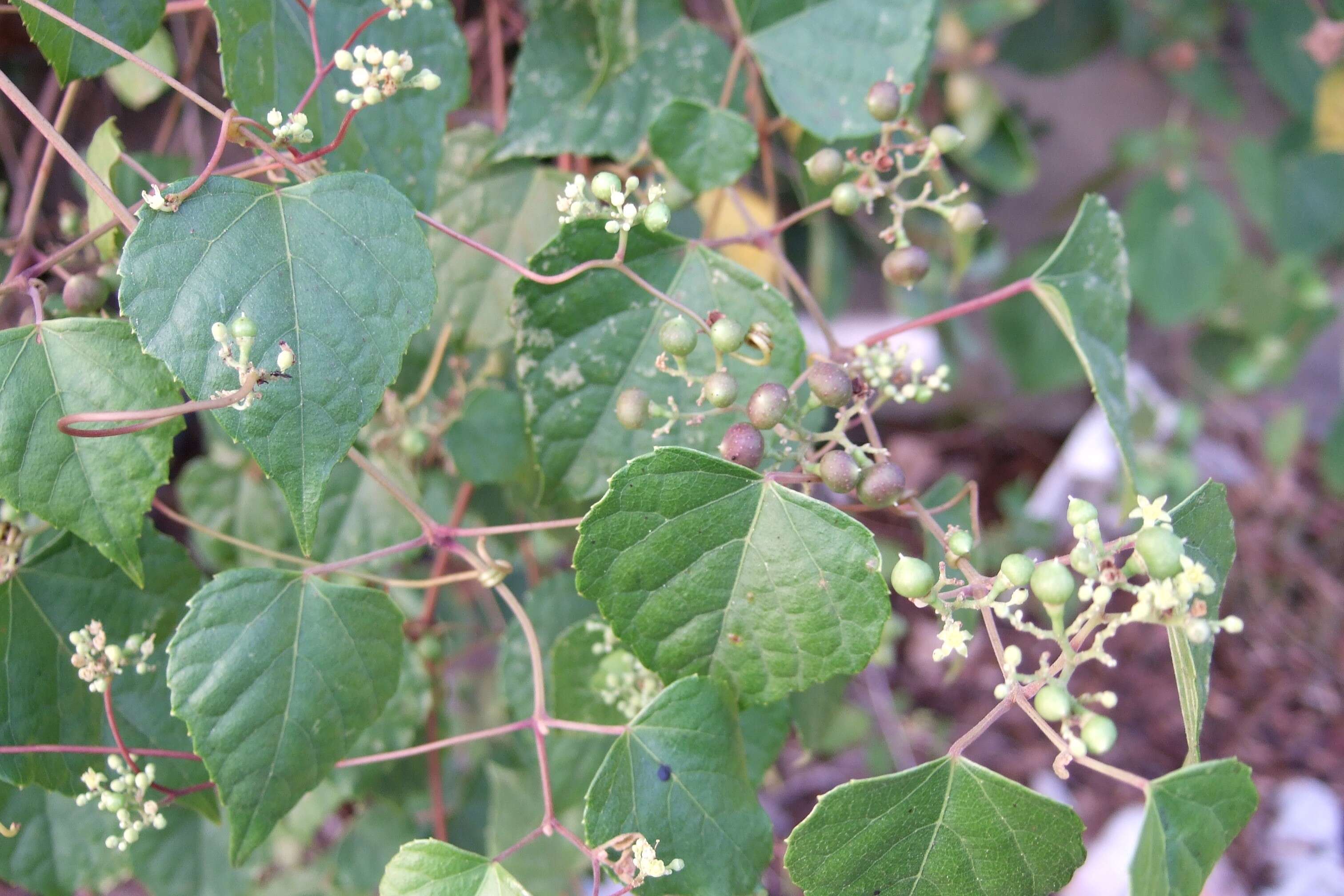 Image of Amur peppervine