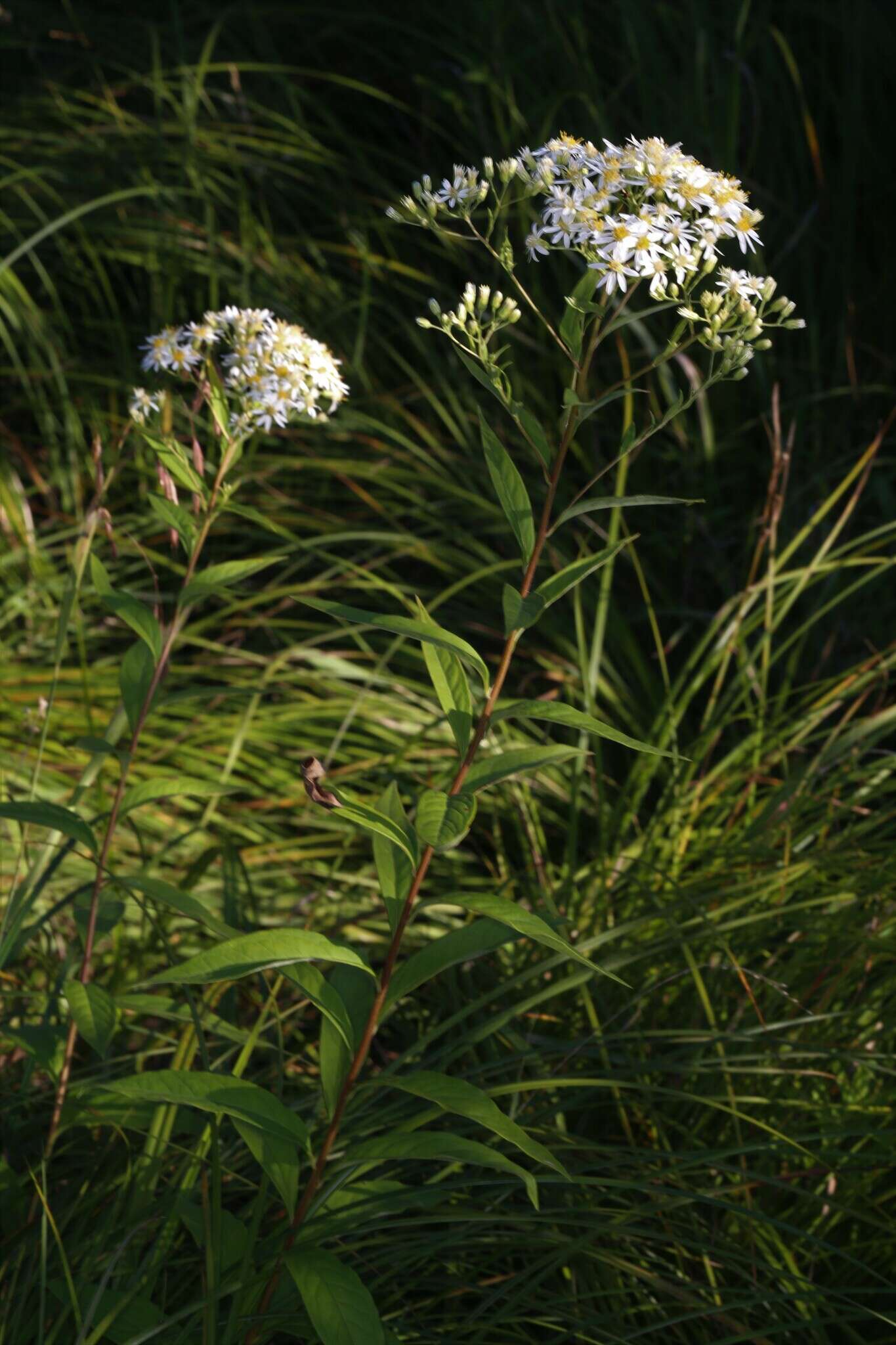 Imagem de <i>Doellingeria <i>umbellata</i></i> var. umbellata