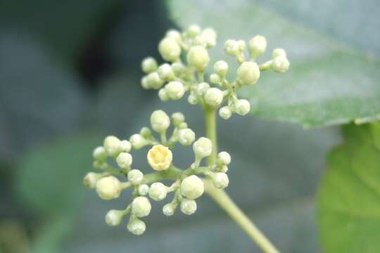 Plancia ëd Ampelopsis heterophylla var. brevipedunculata (Maxim. ex Trautv.) C. L. Li