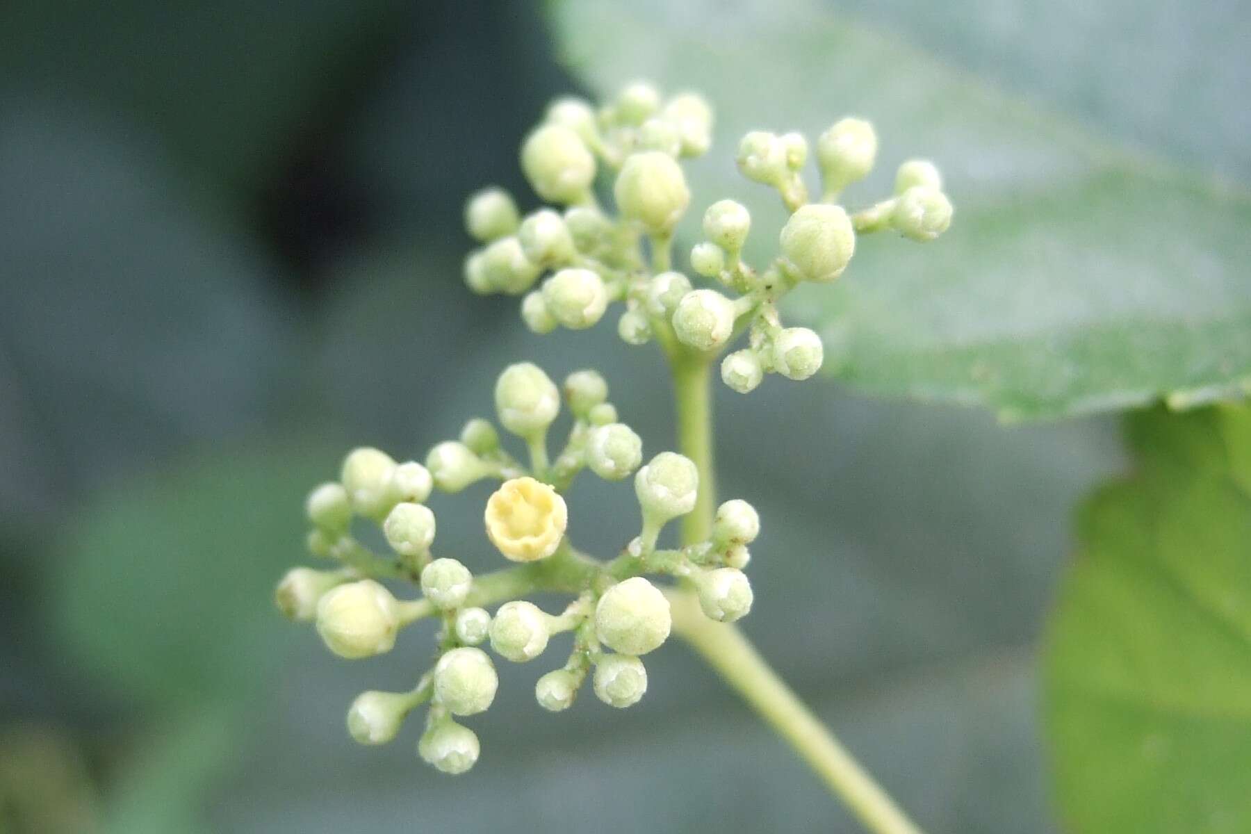 Image of Amur peppervine