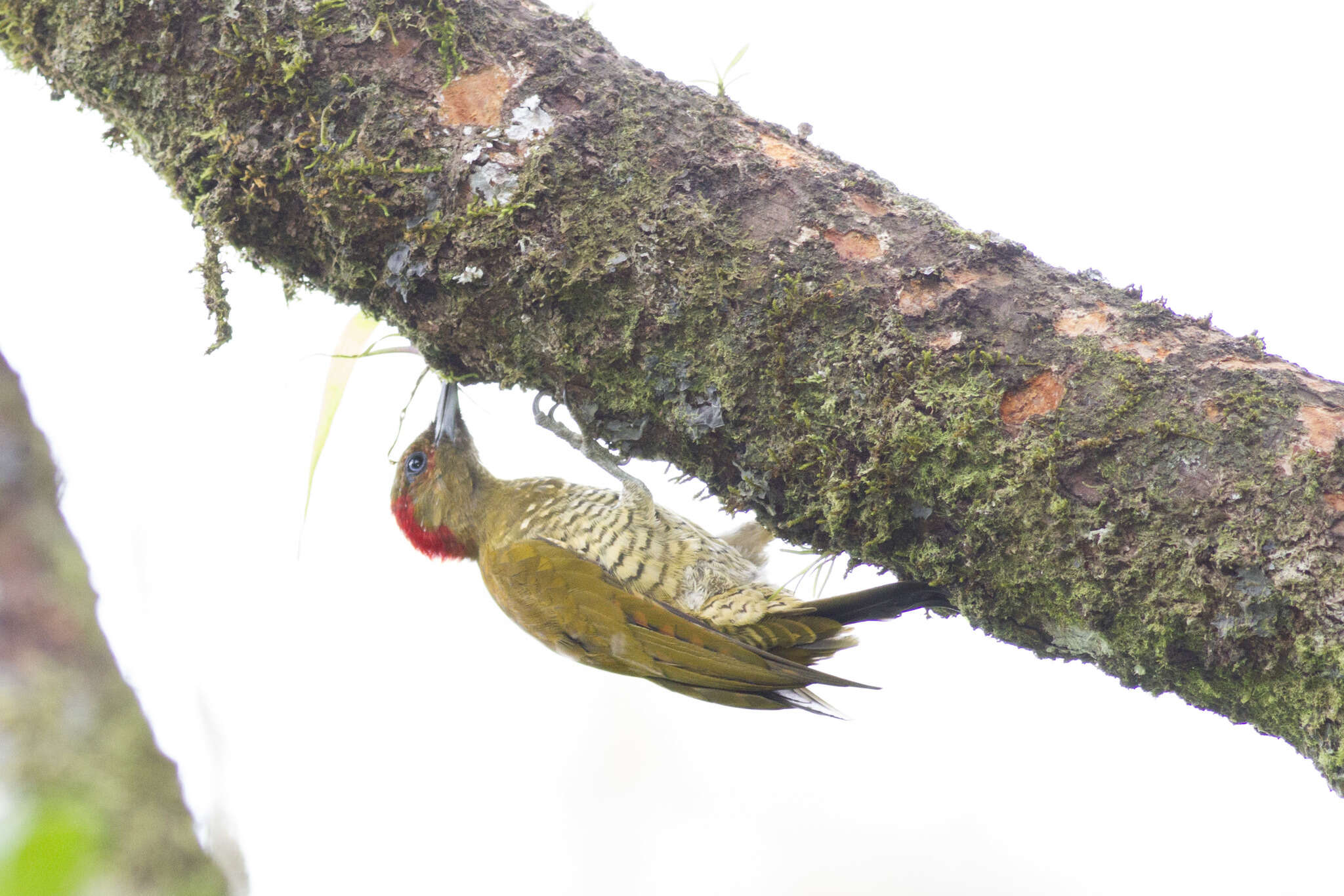 Image of Rufous-winged Woodpecker