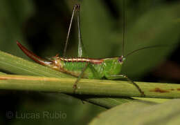 Image de Conocephalus (Anisoptera) ochrotelus Rehn, J. A. G. & Hebard 1915