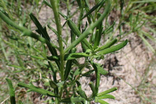 Image of Hirpicium bechuanense (S. Moore) Roessler