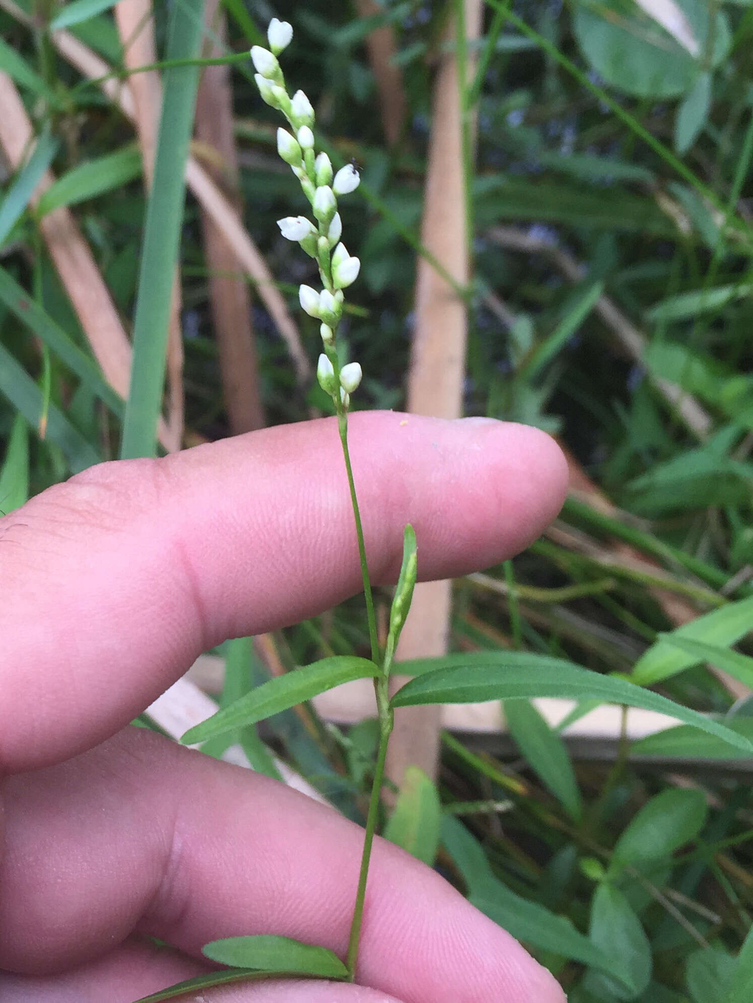 Image of Dotted Smartweed